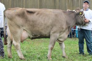 151009ViehschauSarnen 141